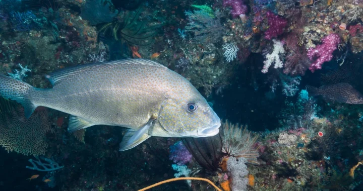 an underwater shot of the painted sweetlips fish by the corals