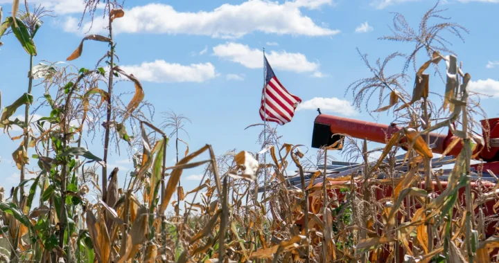 A cornfield on a farm in the United States