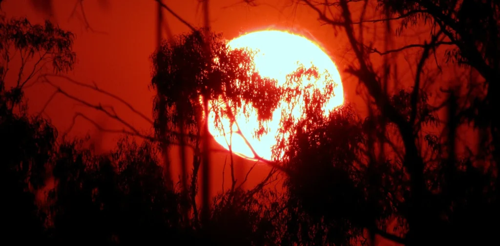 The sun looking big with a red sky behind the silhouette of treebranches.