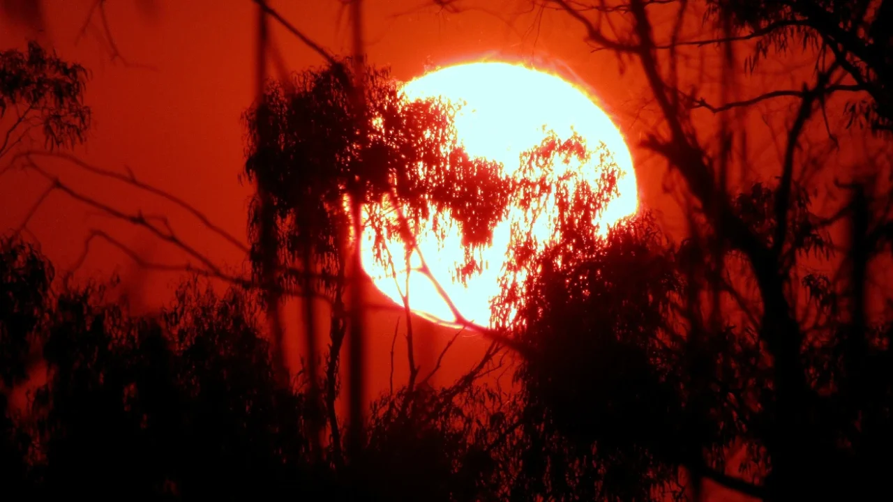 The sun looking big with a red sky behind the silhouette of treebranches.