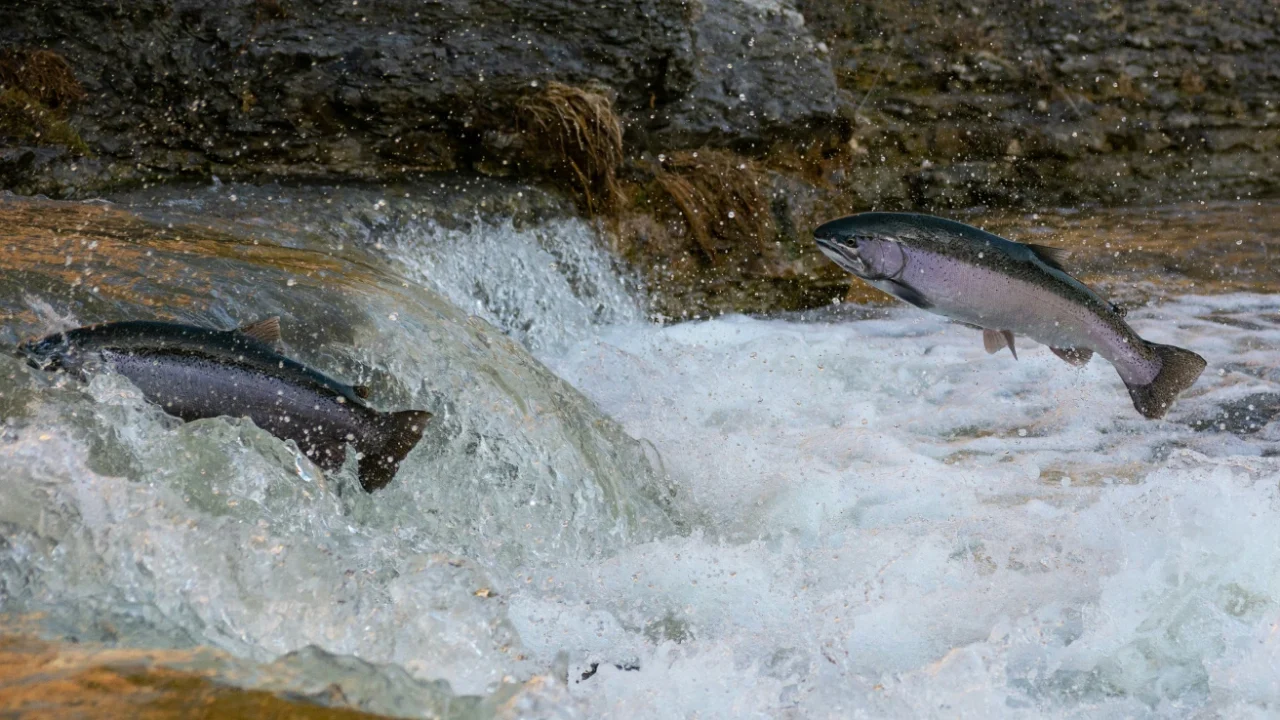 Salmon jumping upstream through a fast-flowing river during their migration.