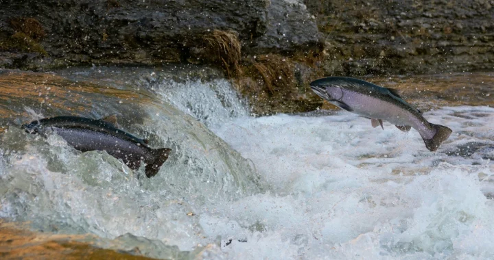 Salmon jumping upstream through a fast-flowing river during their migration.