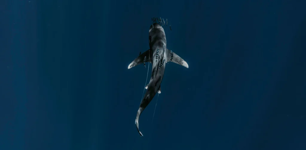 an aerial photo of a shark swimming side by side with a bunch of fish