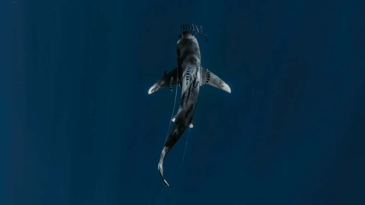 an aerial photo of a shark swimming side by side with a bunch of fish