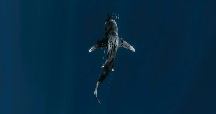 an aerial photo of a shark swimming side by side with a bunch of fish