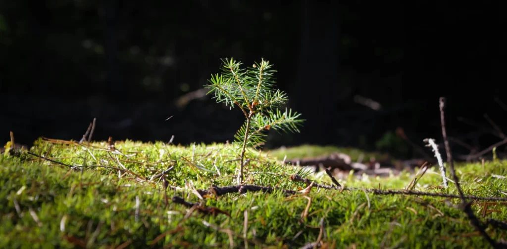 a pine tree sprout growing from the forest floor