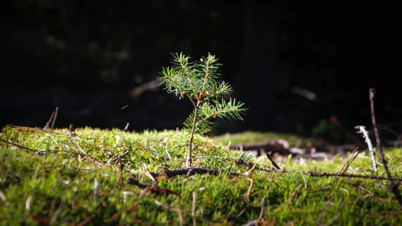 a pine tree sprout growing from the forest floor