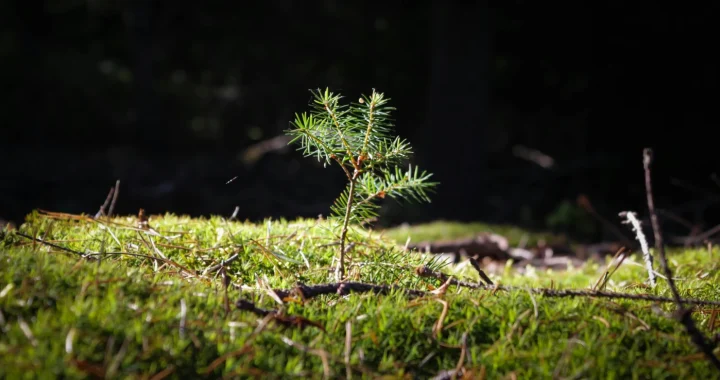 a pine tree sprout growing from the forest floor