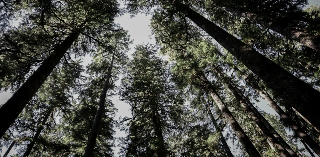 an upward shot of tall trees
