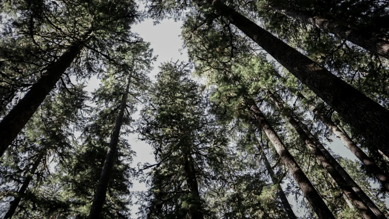 an upward shot of tall trees