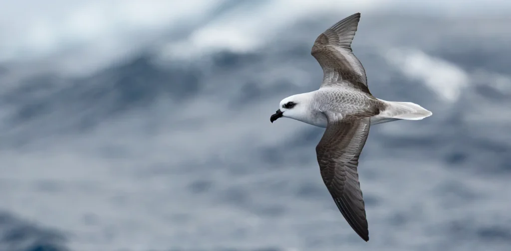 a white bird flying above the sea