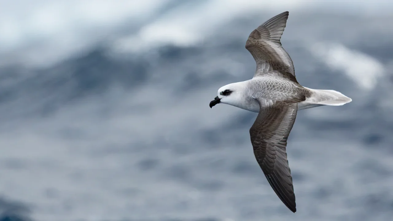 a white bird flying above the sea