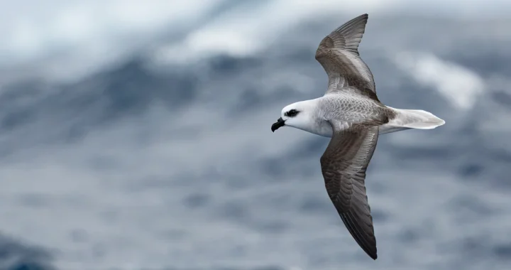 a white bird flying above the sea