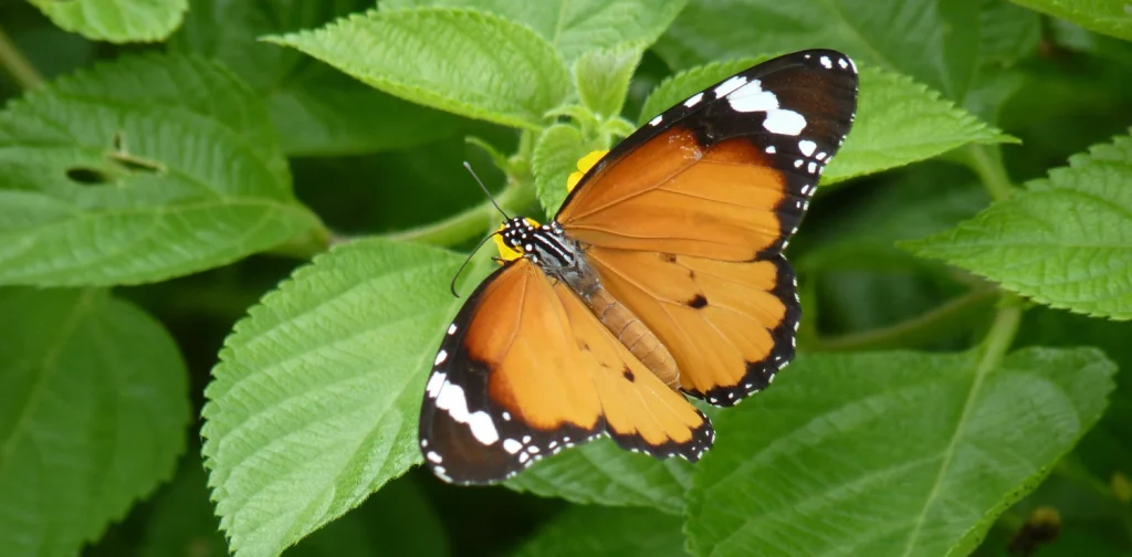 Close up shot of a bright orange butterfly resting on green leaves in a natural setting.
