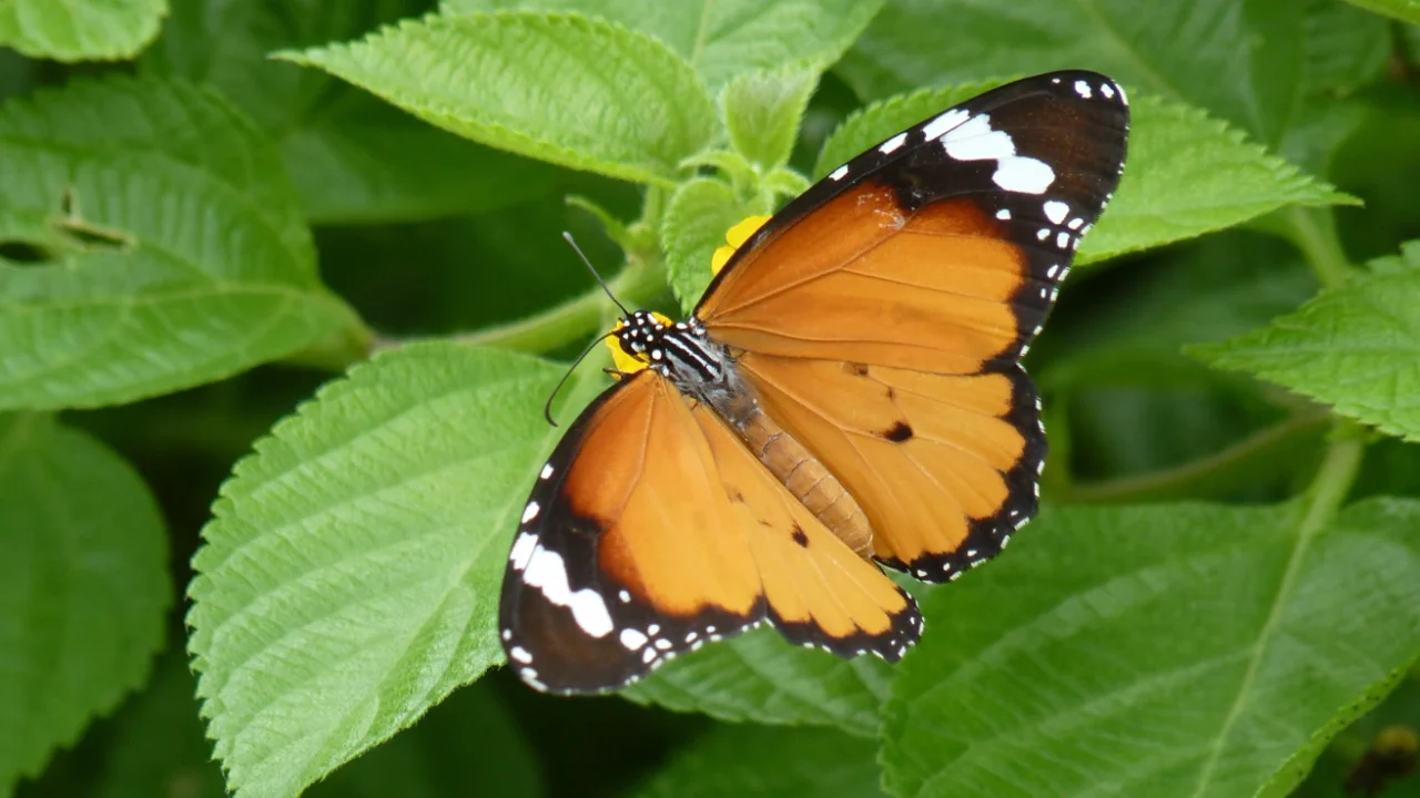 Close up shot of a bright orange butterfly resting on green leaves in a natural setting.