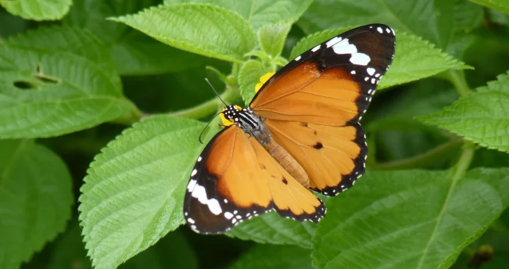 Close up shot of a bright orange butterfly resting on green leaves in a natural setting.