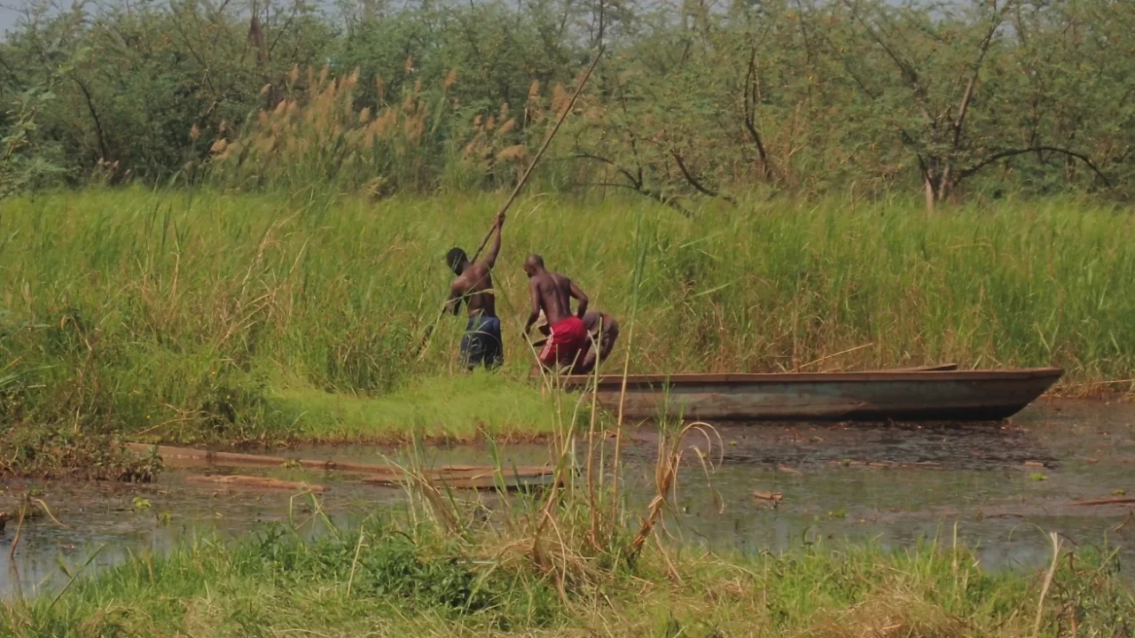 Two men in a narrow wooden canoe use long poles to push through a shallow, grassy river in the Congo Basin, surrounded by dense green reeds and shrubs.