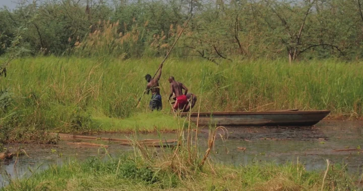 Two men in a narrow wooden canoe use long poles to push through a shallow, grassy river in the Congo Basin, surrounded by dense green reeds and shrubs.