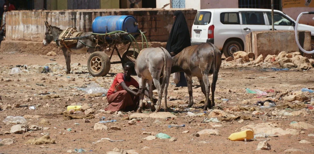 A girl is crouching down in front of two donkeys and one donkey behind her is carrying a blue gallon