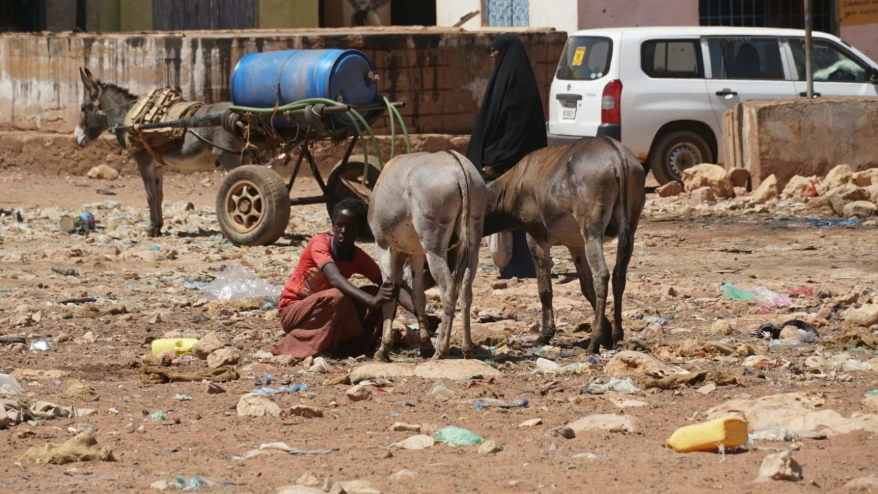 A girl is crouching down in front of two donkeys and one donkey behind her is carrying a blue gallon