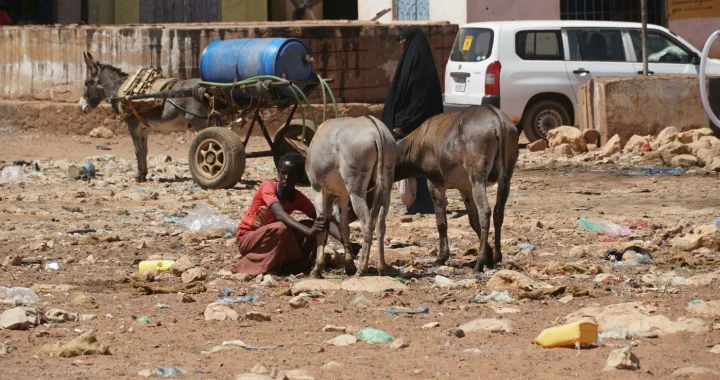 A girl is crouching down in front of two donkeys and one donkey behind her is carrying a blue gallon
