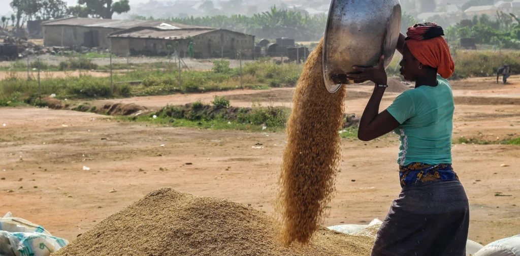 A woman pours grain from a large metal bowl onto a mound of harvested grain outdoors, with a rural landscape and scattered buildings in the background.