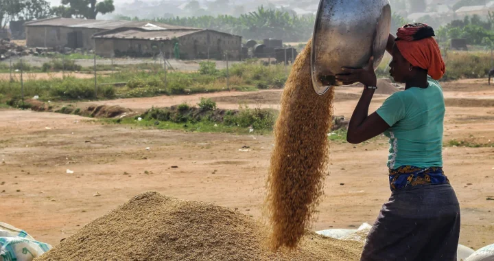 A woman pours grain from a large metal bowl onto a mound of harvested grain outdoors, with a rural landscape and scattered buildings in the background.