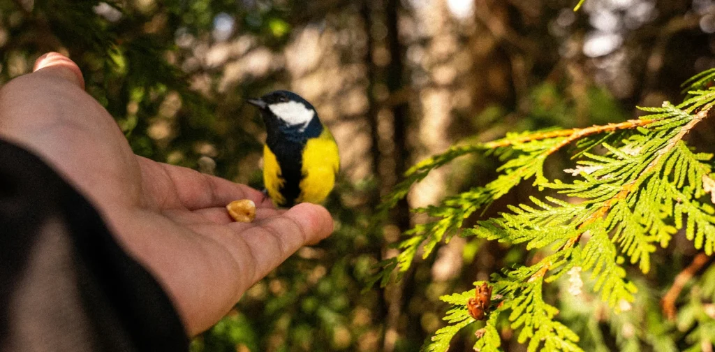 a small bird perched on a person’s hand