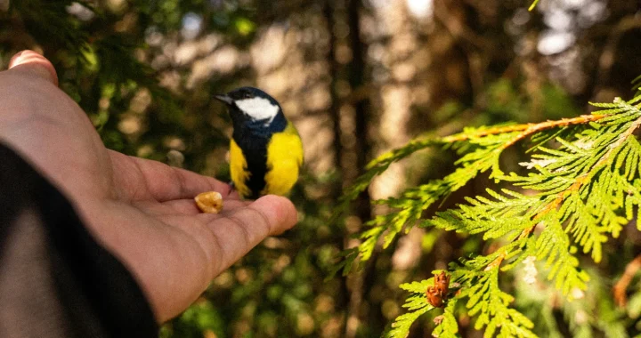 a small bird perched on a person’s hand