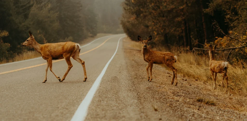 three deers crossing a road