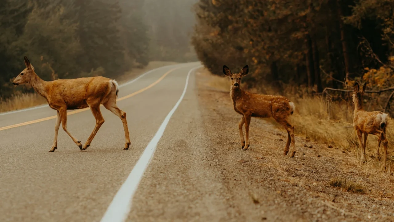 three deers crossing a road