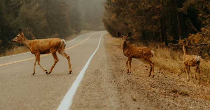 three deers crossing a road