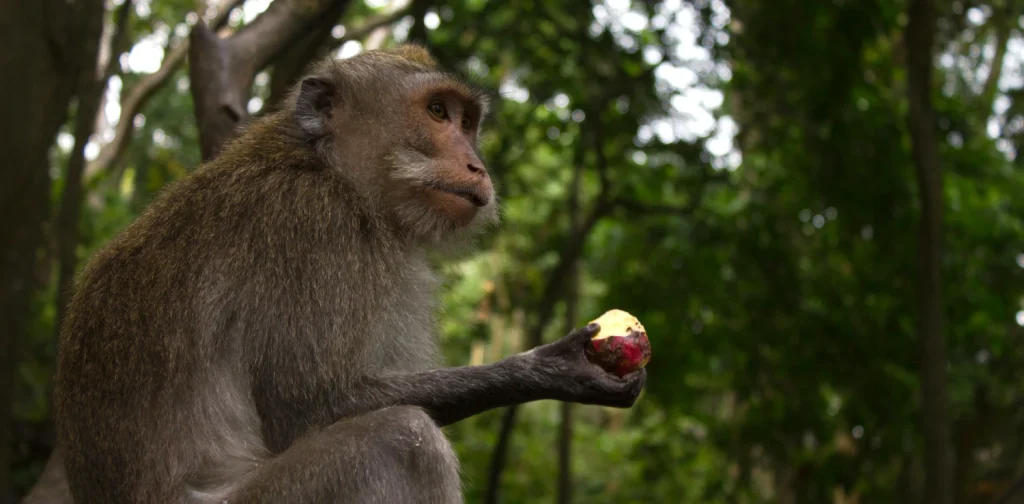 a side view of a monkey with a halt-eaten apple in its hand with greenery background