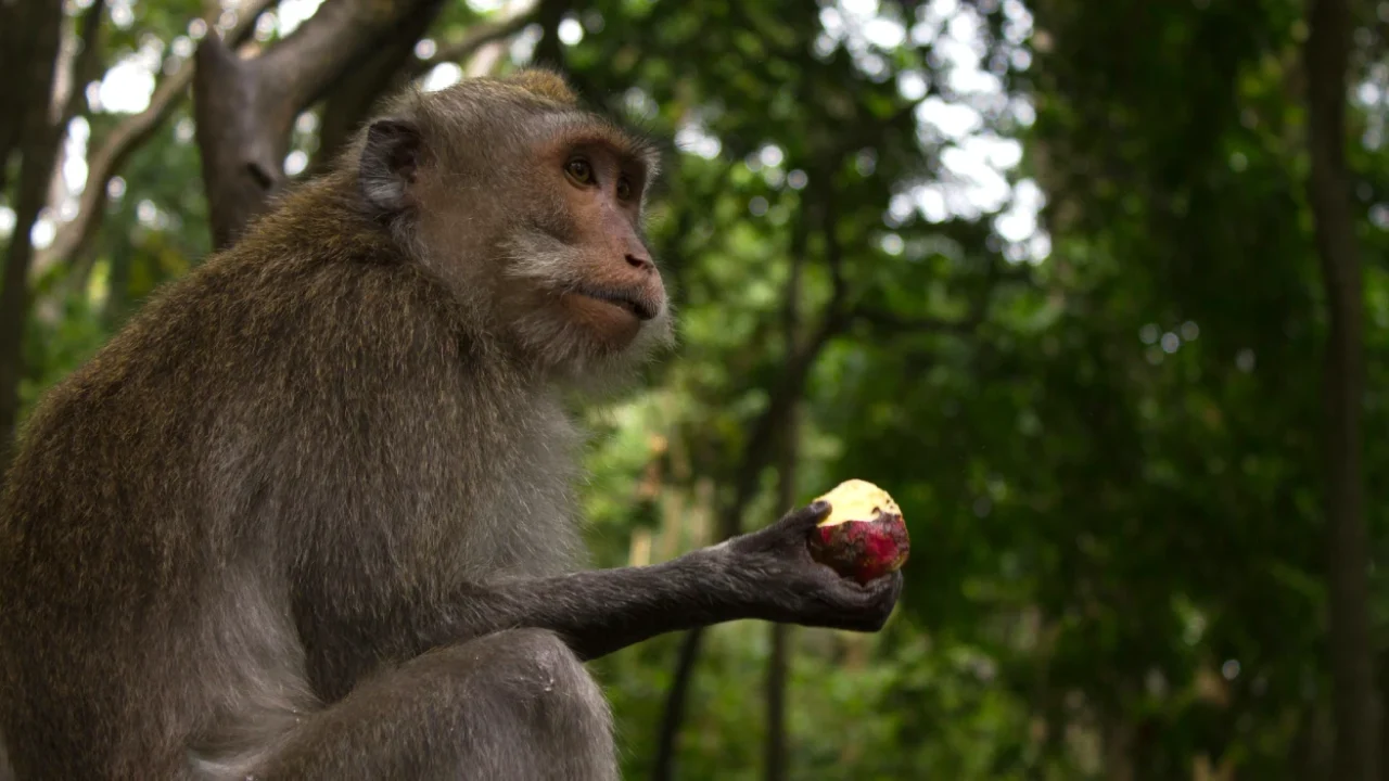 a side view of a monkey with a halt-eaten apple in its hand with greenery background
