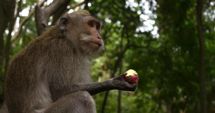 a side view of a monkey with a halt-eaten apple in its hand with greenery background