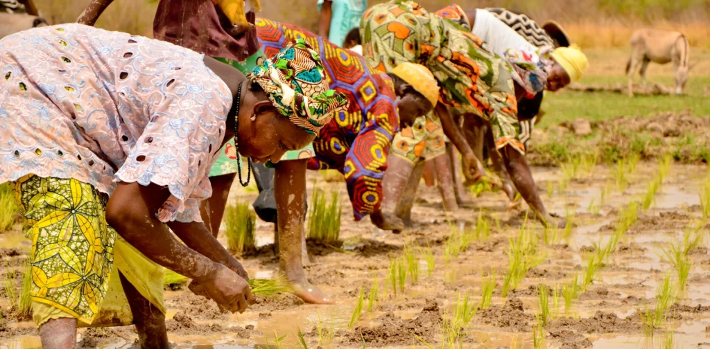 Several women in brightly patterned clothing bend over in a muddy rice field, planting young rice seedlings by hand.