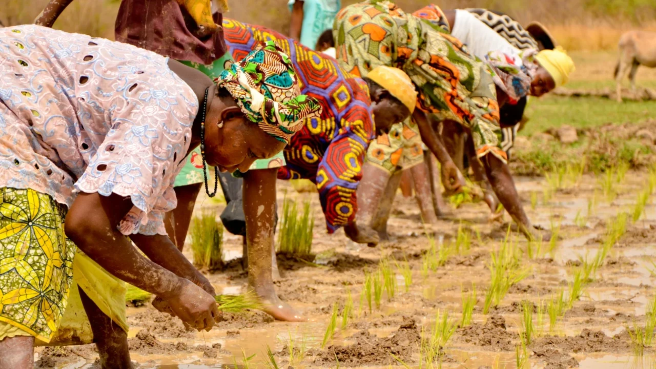 Several women in brightly patterned clothing bend over in a muddy rice field, planting young rice seedlings by hand.