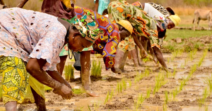 Several women in brightly patterned clothing bend over in a muddy rice field, planting young rice seedlings by hand.