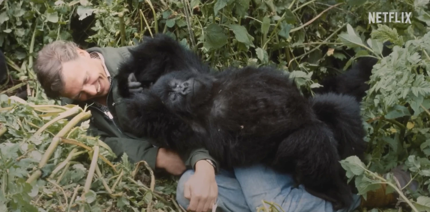 Sir David Attenborough lying on the ground smiling as a young mountain gorilla sprawls across his chest amidst dense green vegetation. Netflix logo visible in the upper right corner.