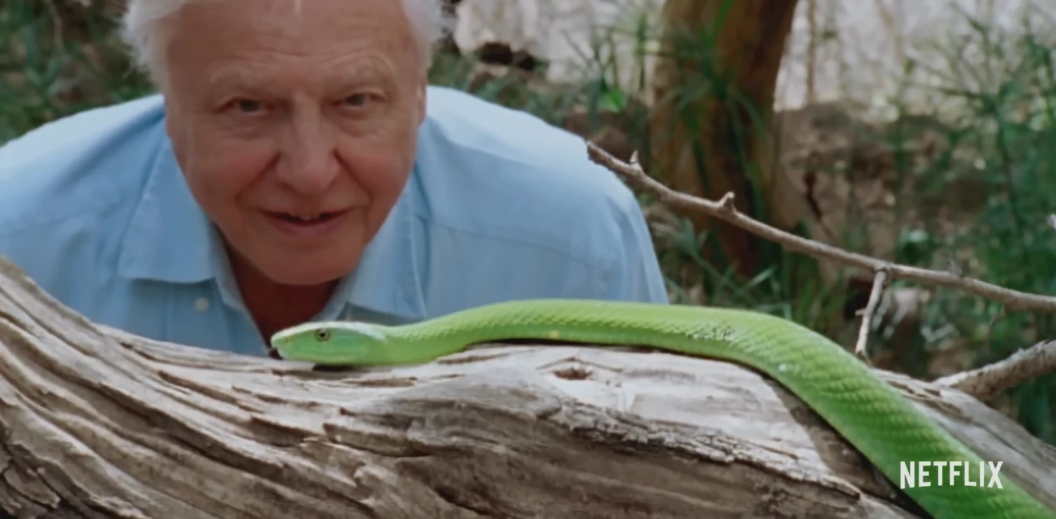 Sir David Attenborough leaning his face close to a bright green snake coiled on a log, wearing a curious and delighted expression. Blurred trees in the background. Netflix logo in the lower right.