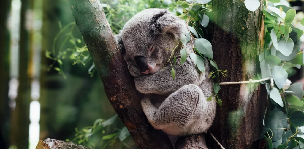 A sleeping koala curls up in the fork of a tree, surrounded by eucalyptus leaves in a forest setting.