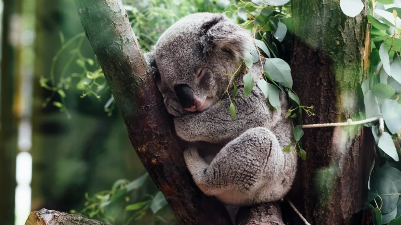 A sleeping koala curls up in the fork of a tree, surrounded by eucalyptus leaves in a forest setting.