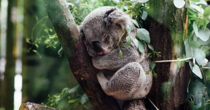 A sleeping koala curls up in the fork of a tree, surrounded by eucalyptus leaves in a forest setting.