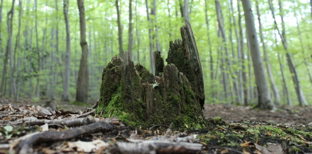 A tree stump covered in moss stands in the front of a dense forest filled with slender green trees.