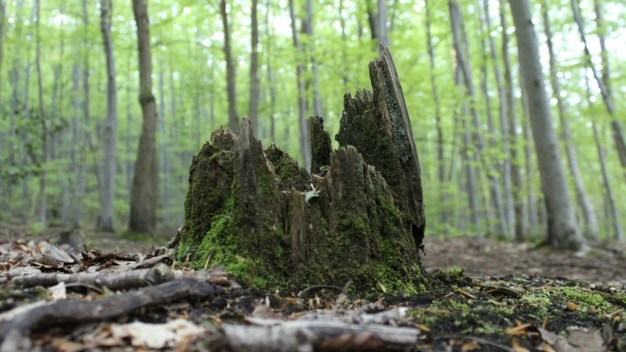 A tree stump covered in moss stands in the front of a dense forest filled with slender green trees.