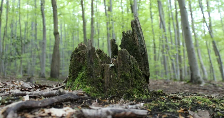 A tree stump covered in moss stands in the front of a dense forest filled with slender green trees.