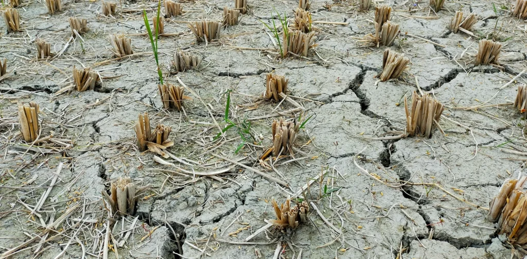 a dried field with cracked soils and dead crops