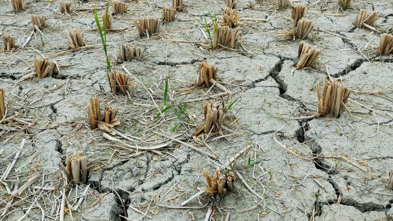 a dried field with cracked soils and dead crops