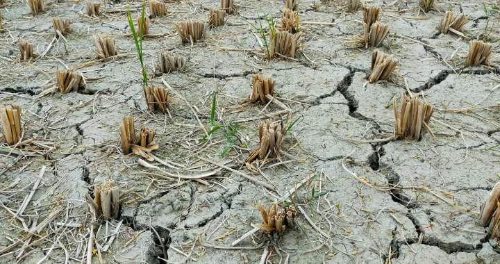 a dried field with cracked soils and dead crops