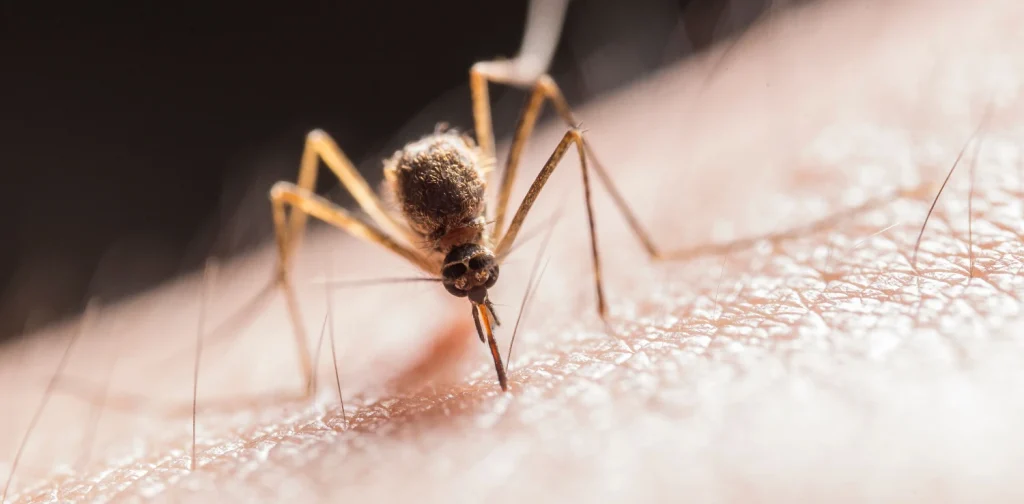 A close-up photograph of a mosquito piercing human skin with its proboscis to feed on blood.